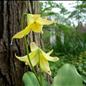 Dogtooth Violet